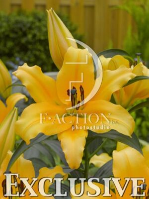 botanic stock photo Lilium
