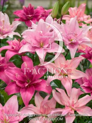 Pink Mixed