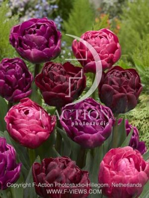 botanic stock photo Tulipa
