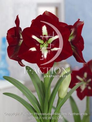 botanic stock photo Hippeastrum