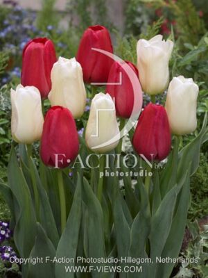 botanic stock photo Tulipa