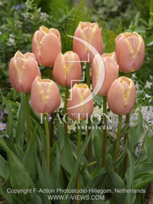 botanic stock photo Tulipa