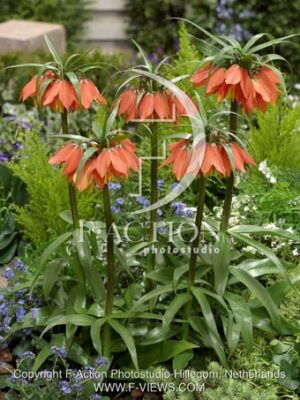botanic stock photo Fritillaria