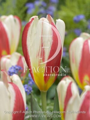 botanic stock photo Tulipa