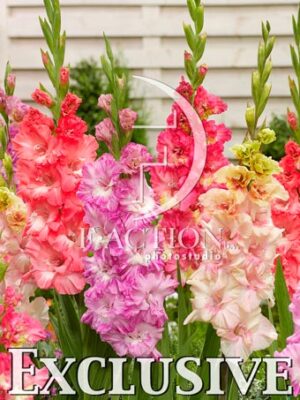 Ruffled Pink Mixed