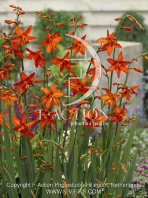 botanic stock photo Crocosmia