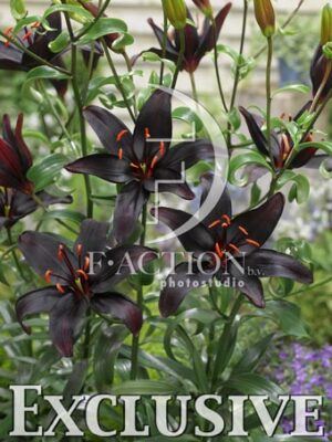 botanic stock photo Lilium