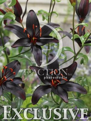 botanic stock photo Lilium