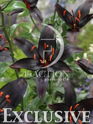 botanic stock photo Lilium