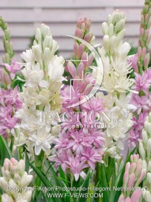 tuberosa White Baby & Pink Saphir