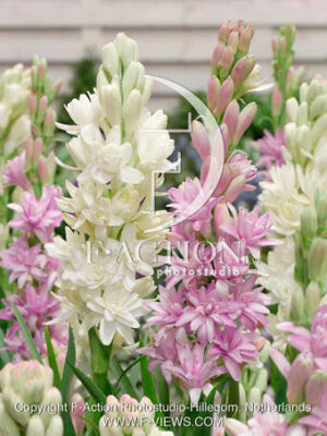 tuberosa White Baby & Pink Saphir