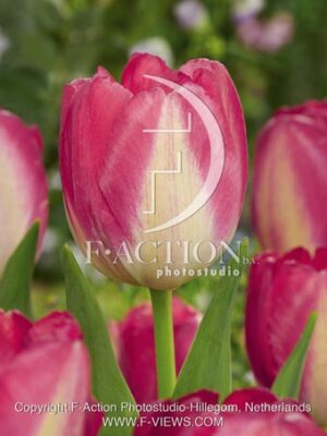 botanic stock photo Tulipa