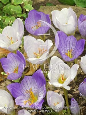 botanic stock photo Crocus