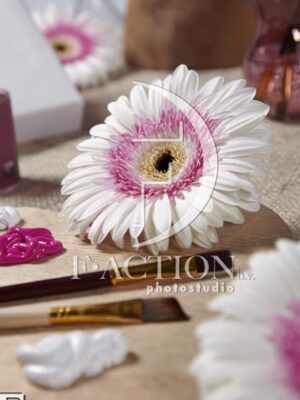 botanic stock photo Gerbera