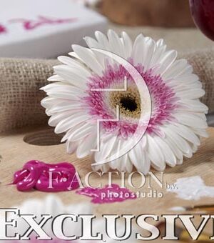 botanic stock photo Gerbera