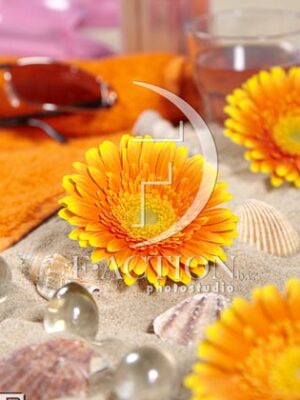 botanic stock photo Gerbera