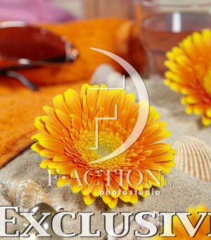 botanic stock photo Gerbera