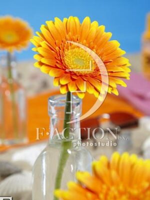 botanic stock photo Gerbera