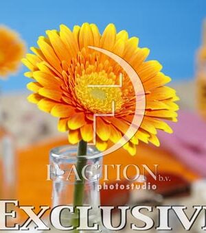botanic stock photo Gerbera