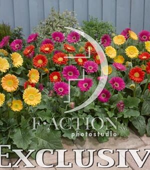 botanic stock photo Gerbera