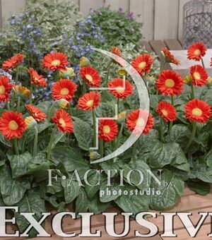 botanic stock photo Gerbera