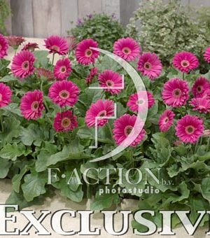 botanic stock photo Gerbera