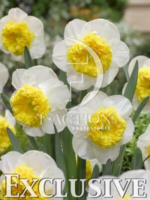botanic stock photo Narcissus