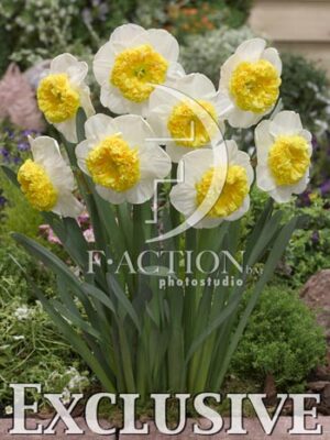 botanic stock photo Narcissus