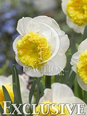 botanic stock photo Narcissus