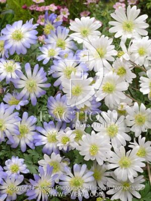 botanic stock photo Anemone