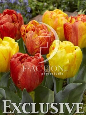 botanic stock photo Tulipa