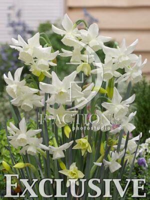 botanic stock photo Narcissus