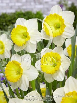 botanic stock photo Narcissus