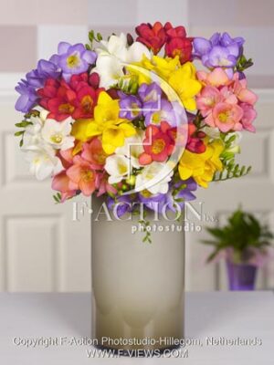 botanic stock photo Freesia