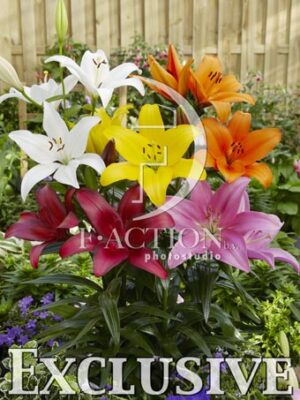 botanic stock photo Lilium