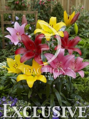 botanic stock photo Lilium