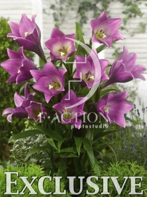 botanic stock photo Lilium