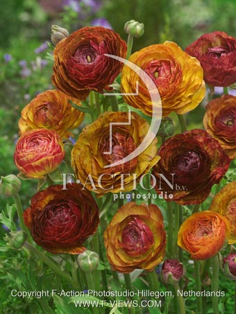 botanic stock photo Ranunculus