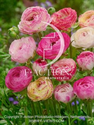Picotee Pink