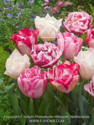 botanic stock photo Tulipa