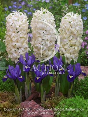 botanic stock photo Hyacinthus