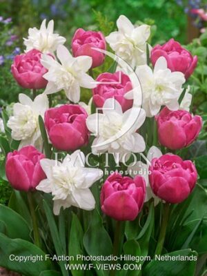 Tulipa Tabledance & Narcissus 00 222
