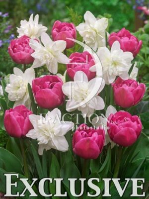 botanic stock photo Mixed