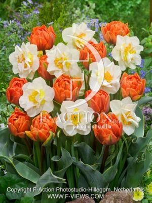 Narcissus Double Fun & Tulipa Orange