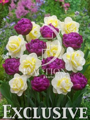 botanic stock photo Mixed