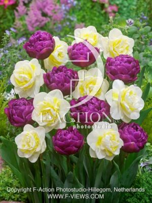 Narcissus Jersey Roundabout & Tulipa Double Dazzle