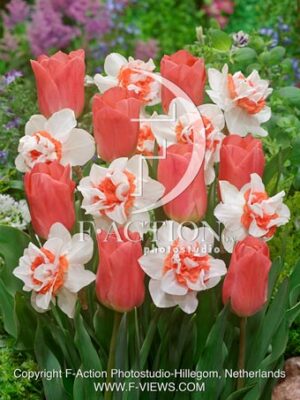 Narcissus Extravaganza & Tulipa Pink