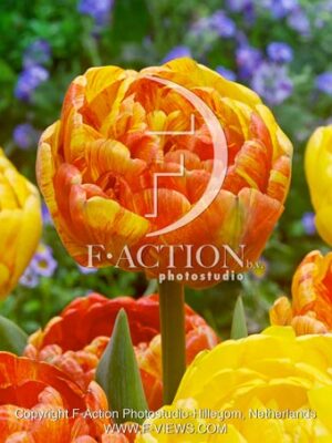 Tulipa Double Beauty of Apeldoorn