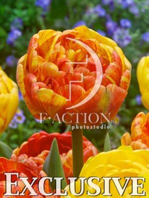 botanic stock photo Tulipa