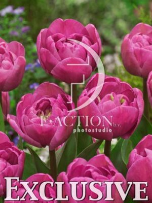 botanic stock photo Tulipa